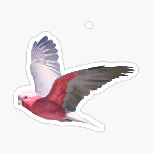 Discover Cheeky galah, Beautiful galah, pink and grey parrot, flying galah with a cheeky grin.