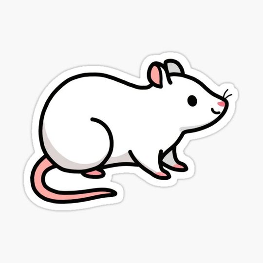 Discover White Rat