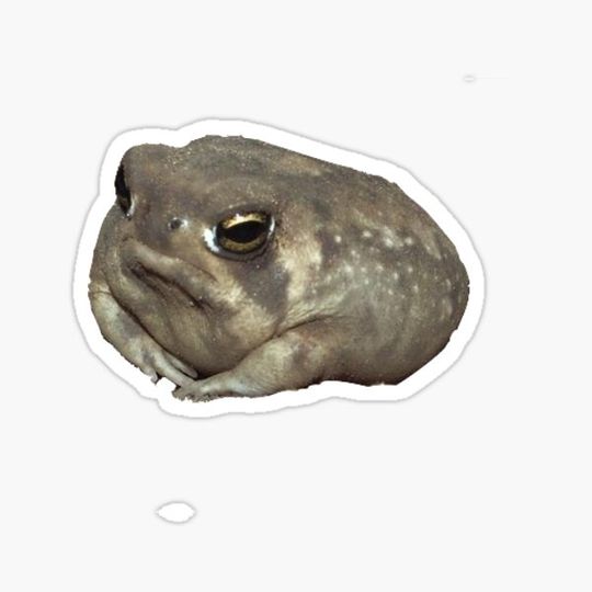Discover sad frog