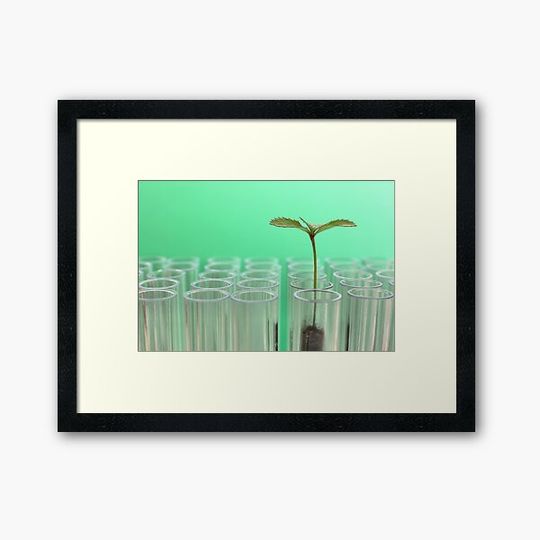 Discover Seedling in a Test Tube.