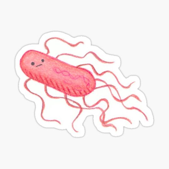 Discover Salmonella spp.