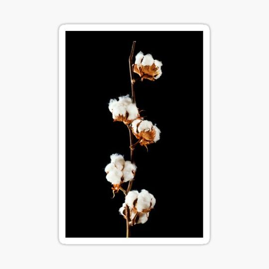 Discover Cotton (Gossypium hirsutum) bolls (C022/9297)