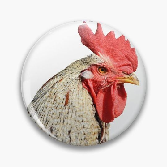 Discover Massive Cock Funny Rooster