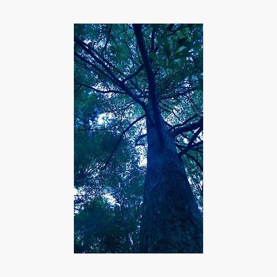Discover Summer Pines