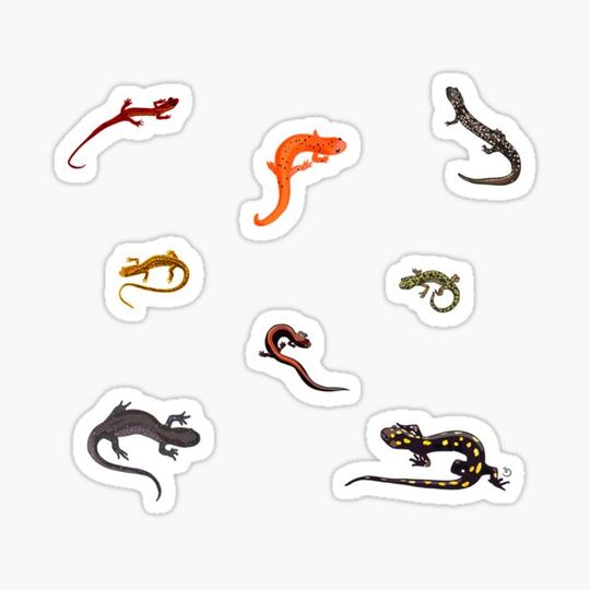 Discover Salamander Stickers