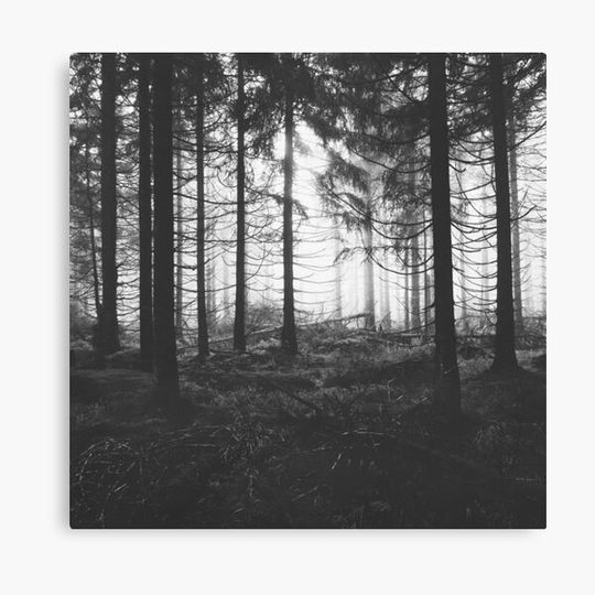 Discover Through The Trees // Nightwalker In Ghostwood Romantic Foggy Misty Fairytale Forest Covered In Magic Fog Season