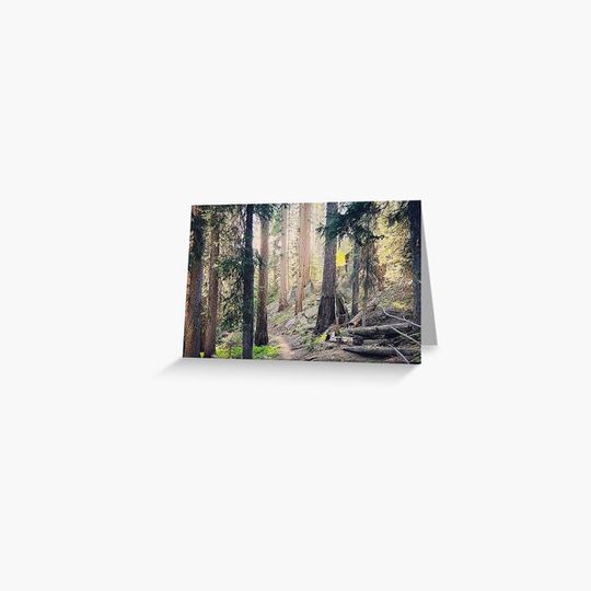 Discover Sunshine Forest