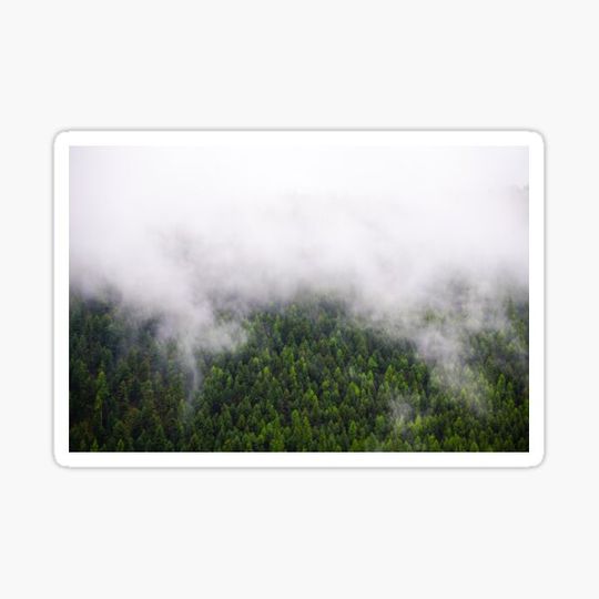 Discover Foggy Evergreen Trees