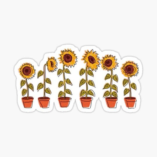 Discover sunflowers