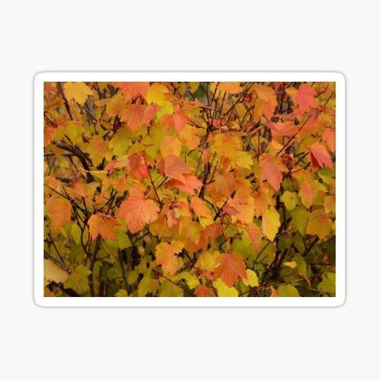 Discover Autumn