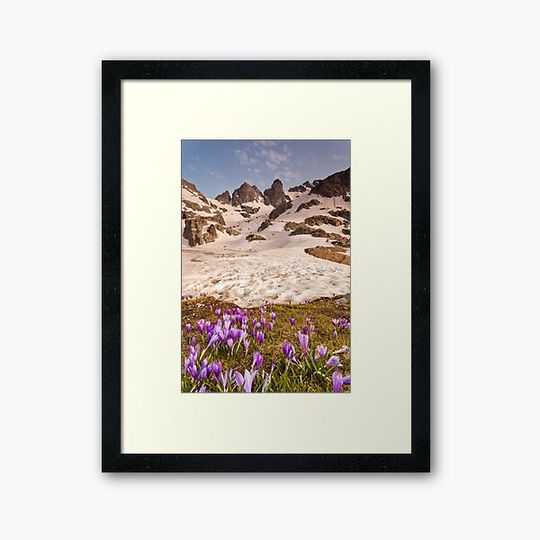 Discover Crocus in spring