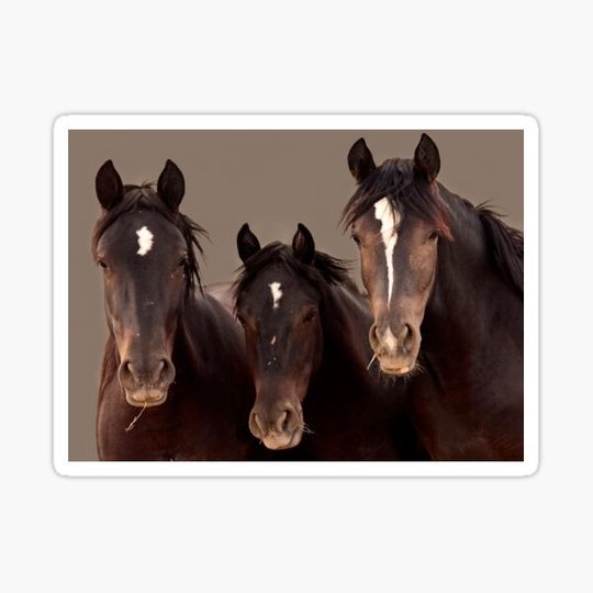 Discover Wild Mustangs McCullough Peaks, Wyoming