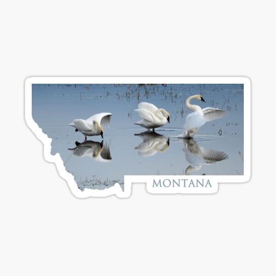 Discover Montana Trumpeters