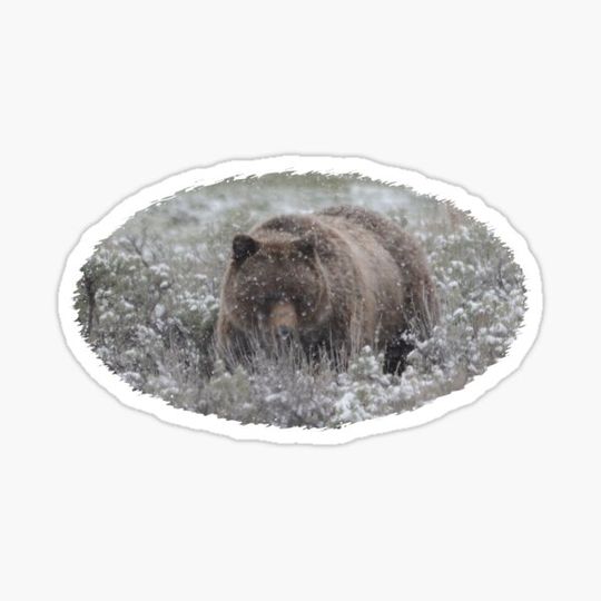 Discover Grizzly in Snow