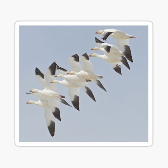 Discover Eight Snow Geese