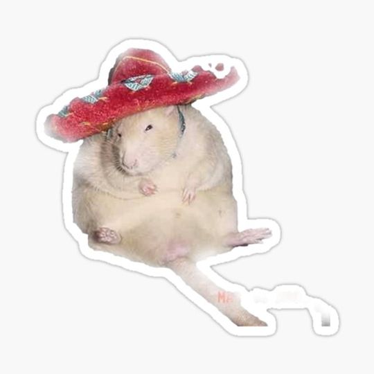 Discover Sombrero Rat