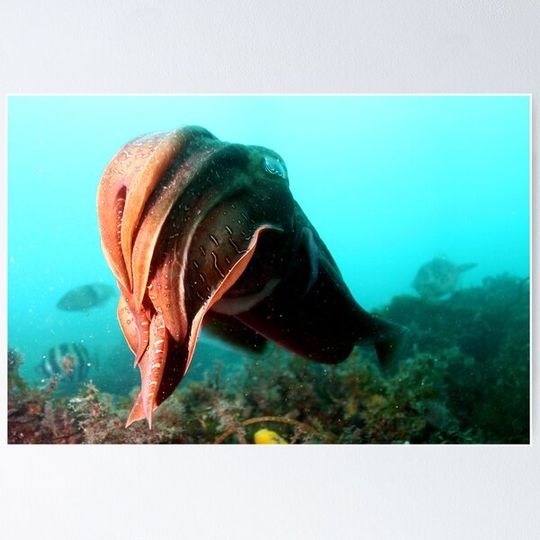 Discover Cuttlefish Swimming