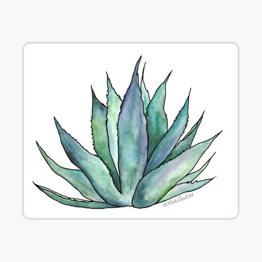 Discover Aloe Vera