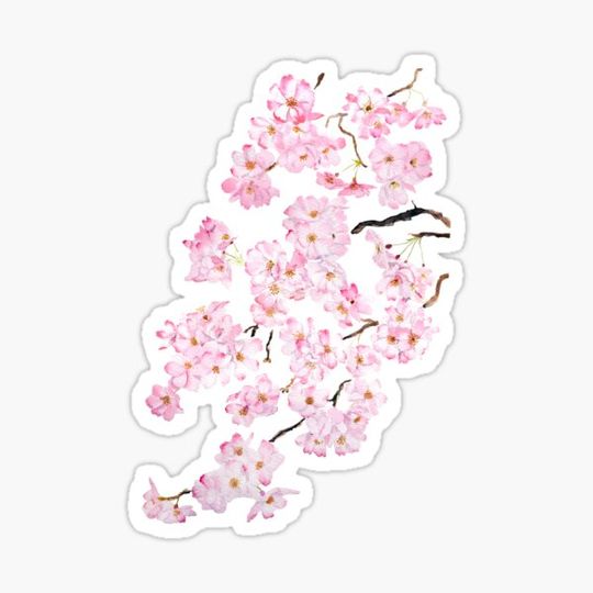 Discover Delicate Pink cherry blossom watercolor 2024 hand painted