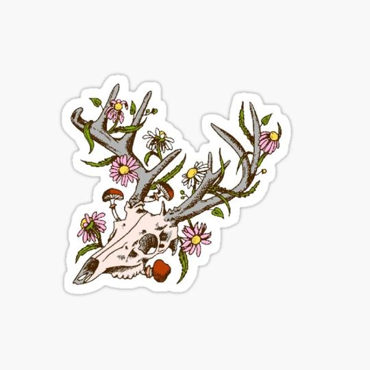 Discover Deer's Skull