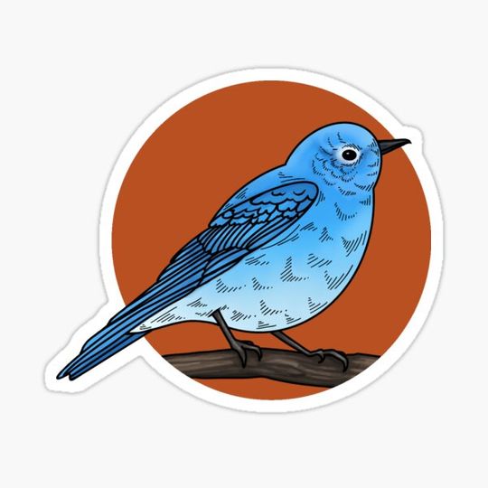 Discover Mountain bluebird