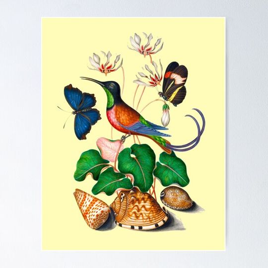Discover Crimson topaz hummingbird, Cyclamen, Red Postman and shells painting in high resolution by James Bolton