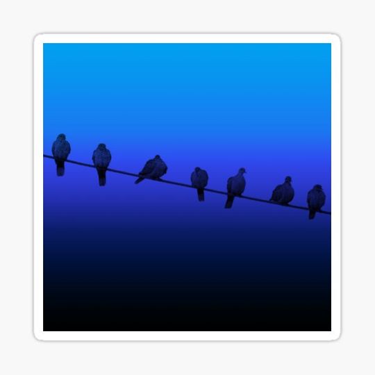 Discover Birds
