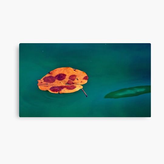 Discover The floating