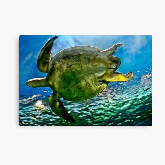 Discover Floating Giant