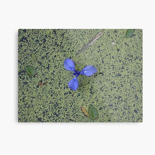 Discover floating iris