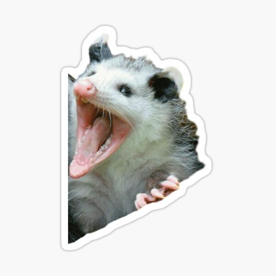 Discover Possum
