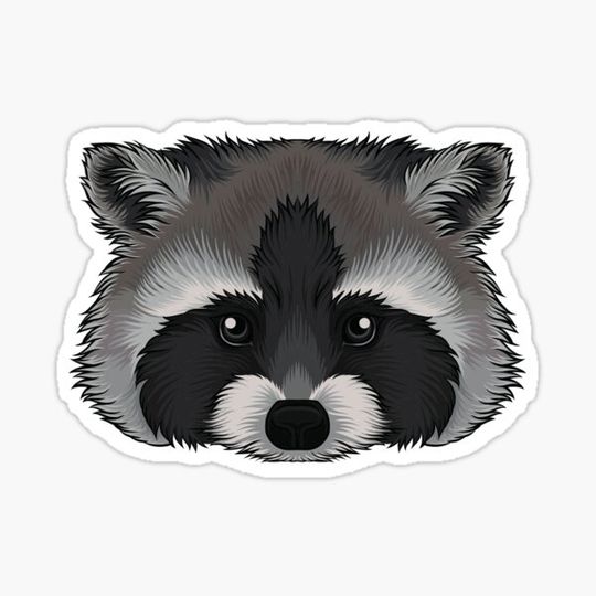 Discover Cute Raccoon