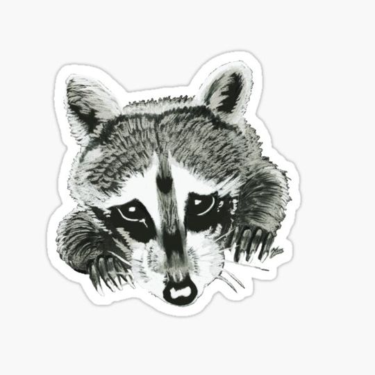 Discover Raccoon Rascal