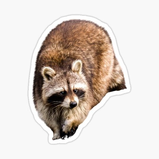 Discover Sneaky racoon