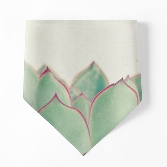 Discover Echeveria
