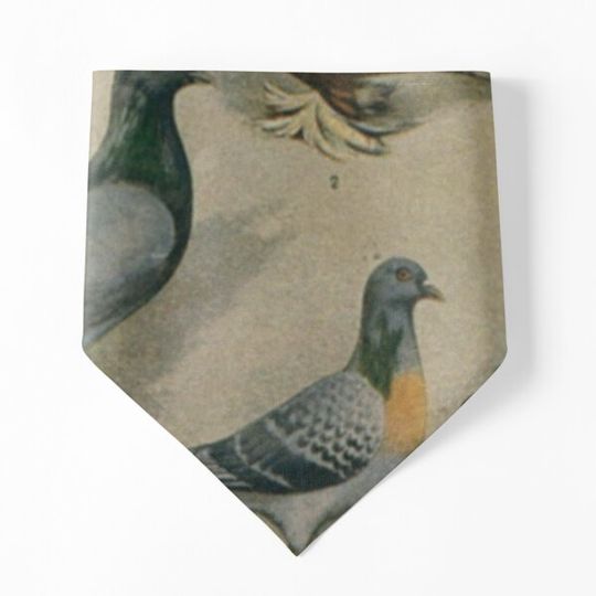 Discover Naturalist Pigeons