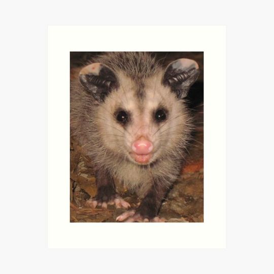 Discover Opossum Photo