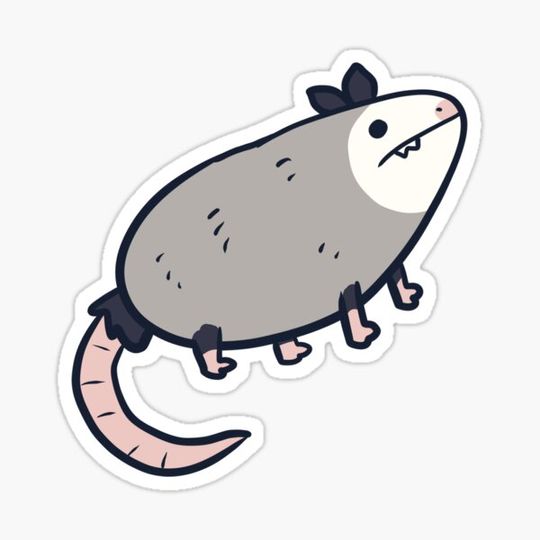 Discover Funny Opossum