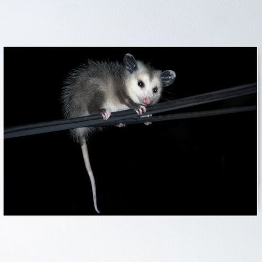 Discover Baby Opossum Doing High Wire Act