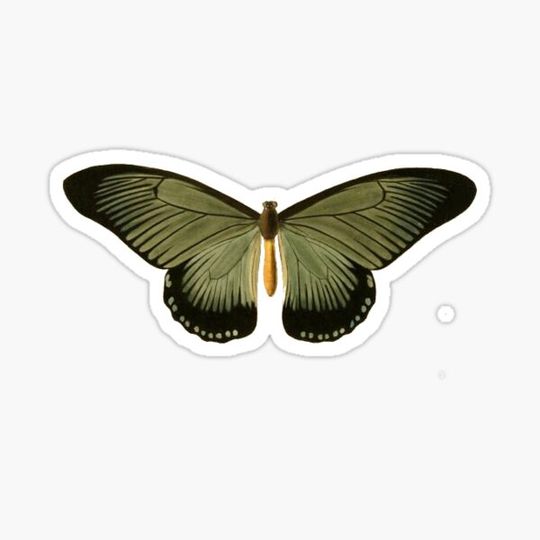 Discover Green butterfly