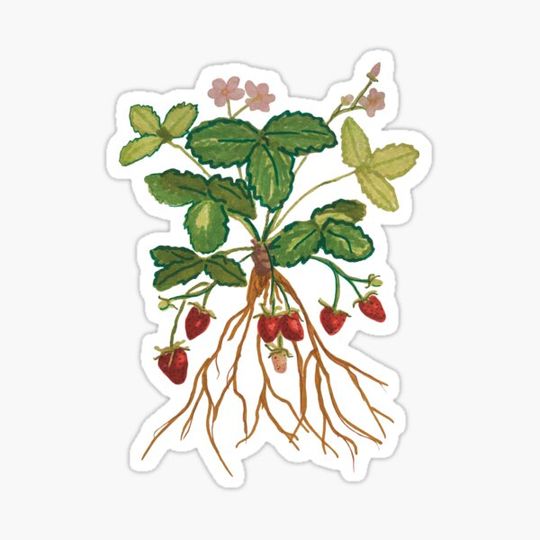 Discover Strawberry plant