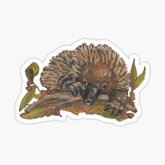 Discover Echidna - Native Australiana