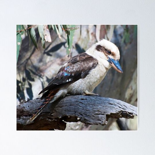 Discover Kookaburra