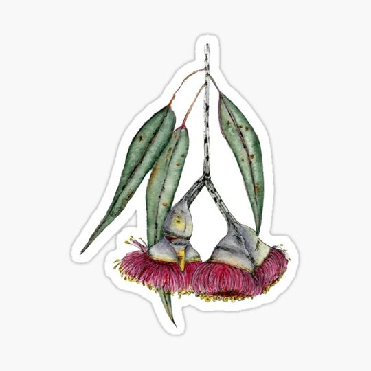 Discover Australian Silver Princess Flower