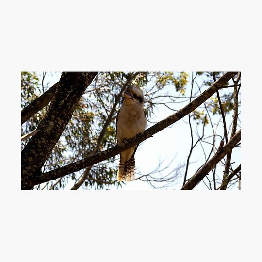 Discover Kookaburra