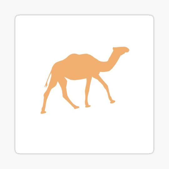 Discover Camel Illustration Design