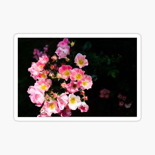 Discover Flowers in the Sun