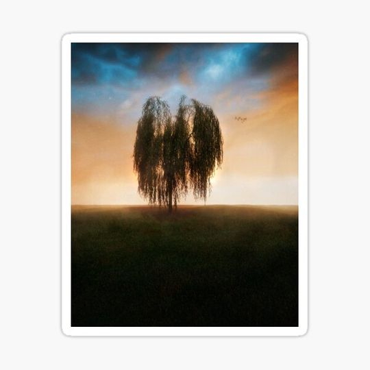 Discover Willow Tree in Meadow