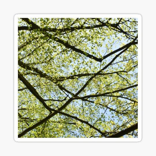 Discover Tree Graphics