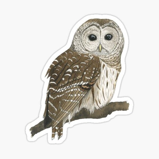 Discover Resting Barred Owl